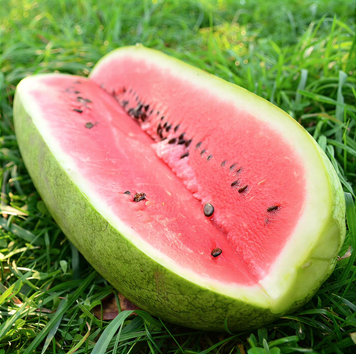 Sandia Charleston Grey Sobre 1 Libra